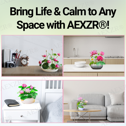 🌟 Official Store |🔥Hot Sale - 50% OFF🌿AEXZR® Sacred Bonsai Lotus Seeds