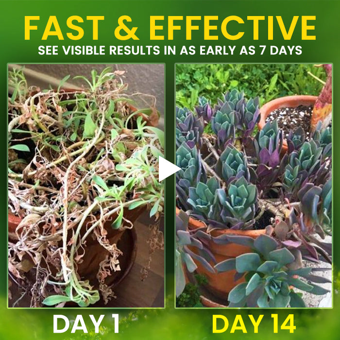 🔥DISCOUNTED LOWEST PRICE - 50% OFF - AEXZR® 2 in 1 Vita-Enzyme Solution