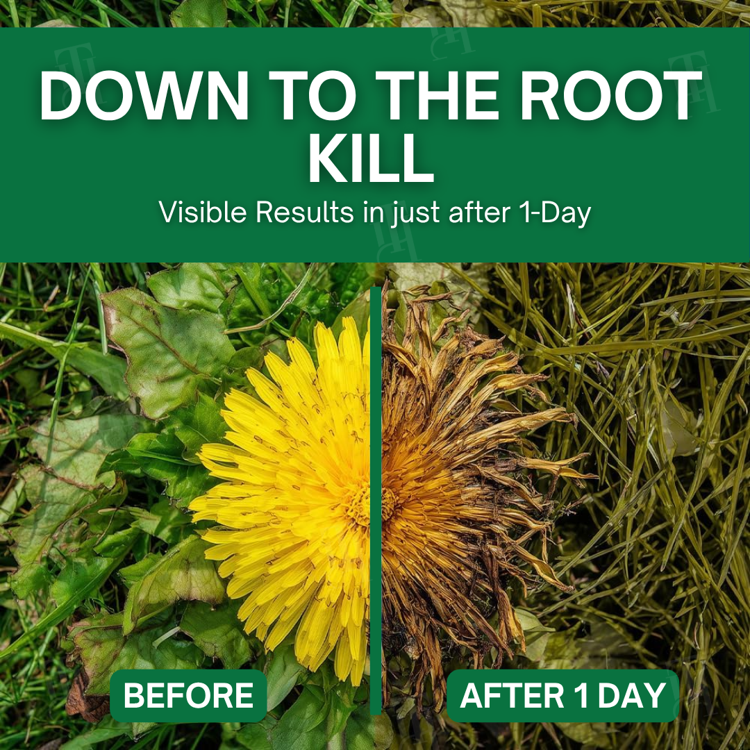 🔥DISCOUNTED LOWEST PRICE - 50% OFF🌿 AEXZR® 3 in 1 Max Power Herbicide