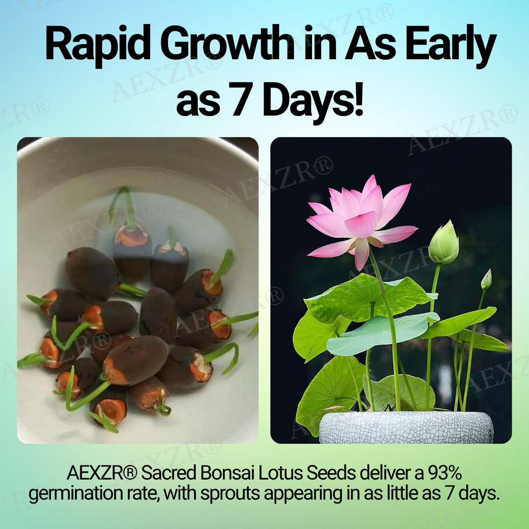 🌟 Official Store |🔥Hot Sale - 50% OFF🌿AEXZR® Sacred Bonsai Lotus Seeds
