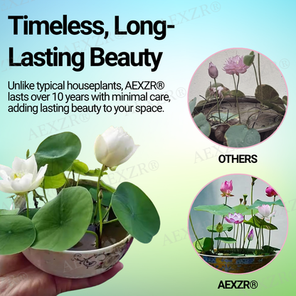 🌟 Official Store |🔥Hot Sale - 50% OFF🌿AEXZR® Sacred Bonsai Lotus Seeds